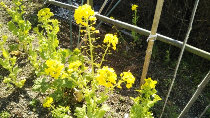 菜の花 442ee0fa3f853937253704bd9e907444