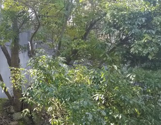 草むらや木陰から・・・ うっそうと茂る草むらや木陰が近くにあれば。