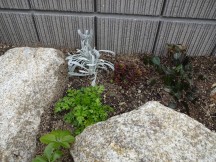 イタリアンパセリだったはずです。 セダムたちも植えました。