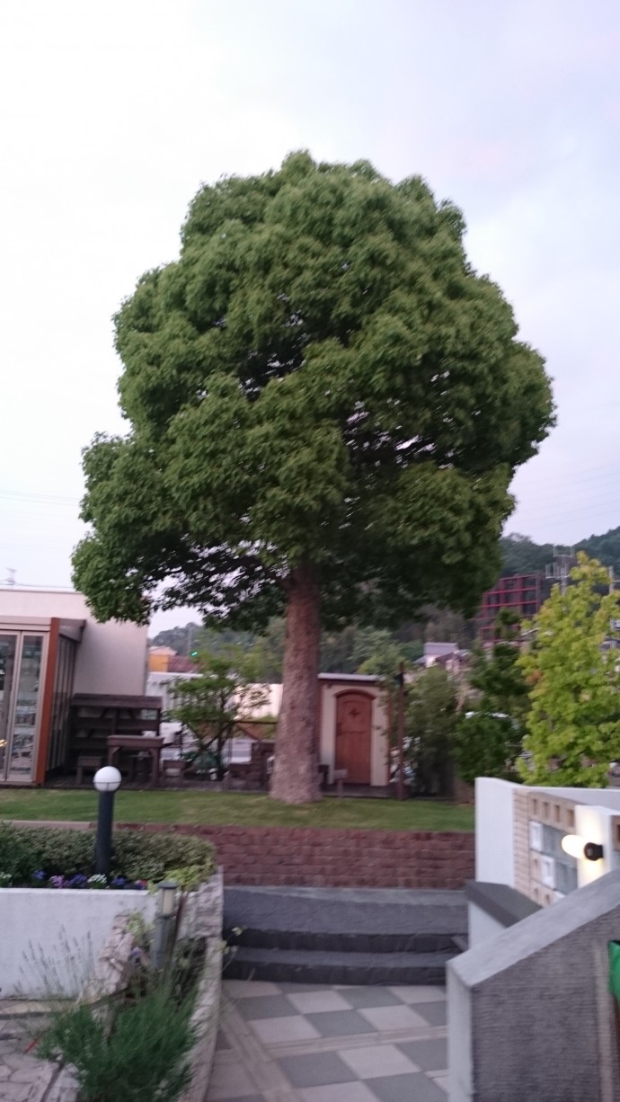 クスノキ クスノキ