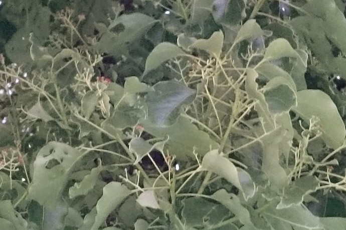 クスノキの花 クスノキの花