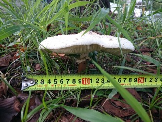 びっくり大きなキノコ! びっくり大きなキノコ!