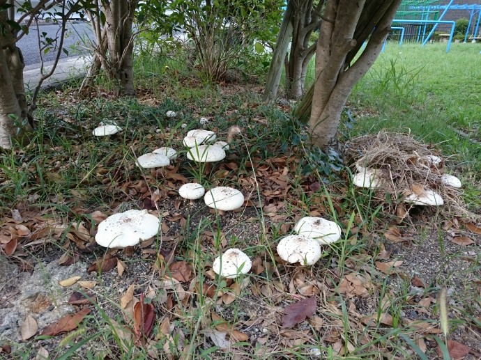 公園のキノコ群 公園のキノコ群