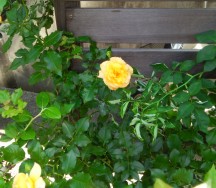 DSC_0587 DSC_05871