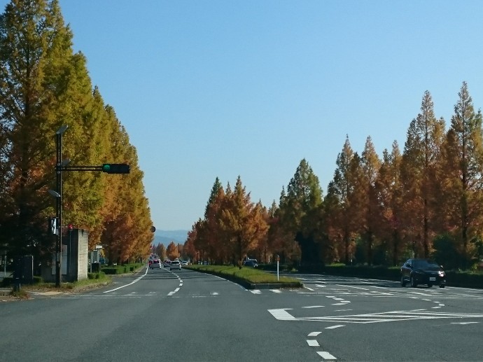 街路樹の紅葉 街路樹の紅葉