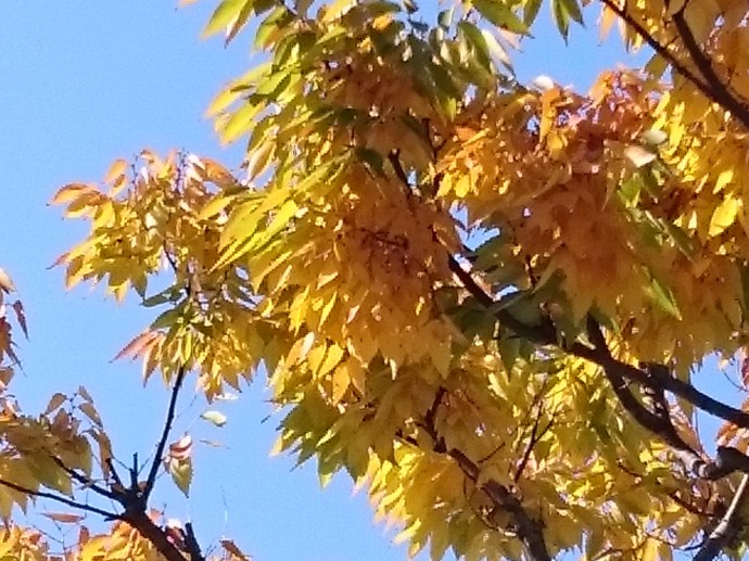 紅葉 紅葉