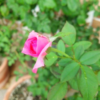 DSC_0690 DSC_0690