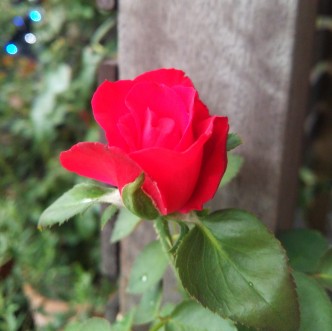 DSC_0692 DSC_0692
