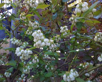 DSC_0783 DSC_07837