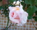 DSC_0805 DSC_08052