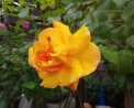 DSC_0824 DSC_08241