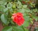 DSC_0826 DSC_08261
