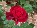 DSC_0827 DSC_08271