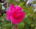 DSC_0829 DSC_08291