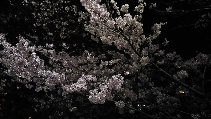 夜桜 DSC_6784