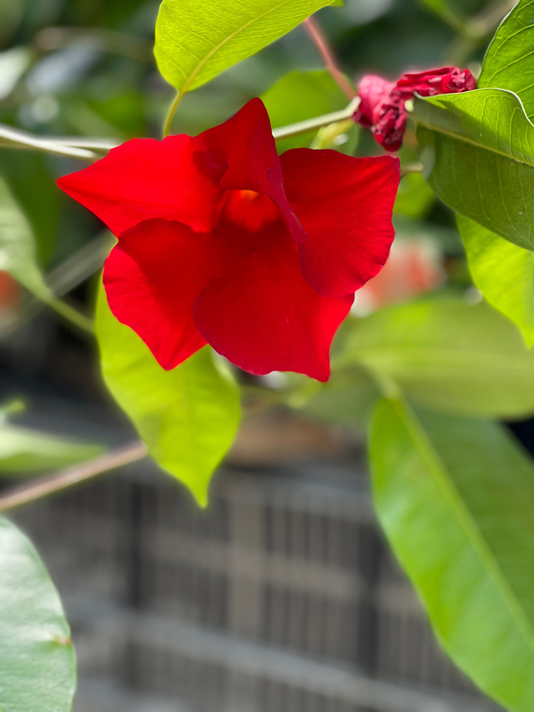 暑さに強い植物の紹介です 奈良 大阪の外構 エクステリアの事ならエクステリアパークコンパス