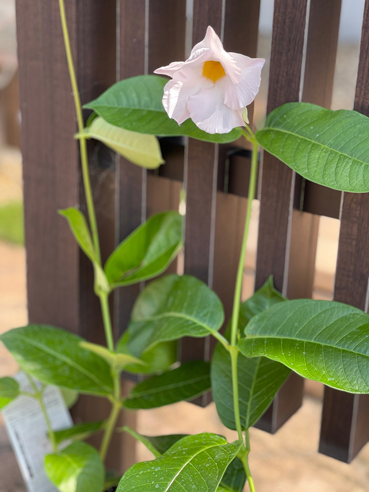 暑さに強い植物の紹介です 奈良 大阪の外構 エクステリアの事ならエクステリアパークコンパス