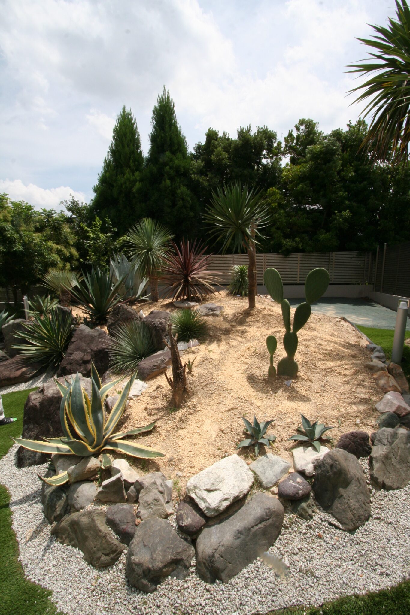 jardin-sec-plantes-androsace-carnea-fleurs-roses jardin sec